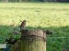 herbstborn-28