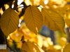 herbstborn-9