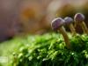 hoherbusch20-11-11-18